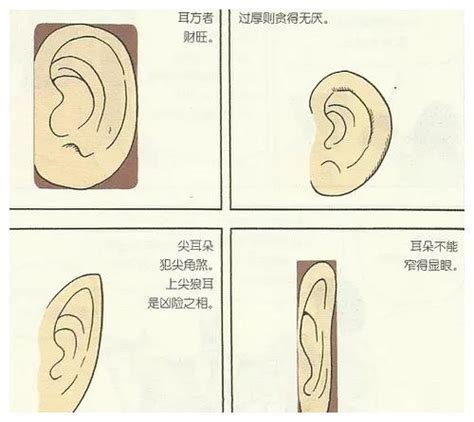 耳仔相學|十六种耳朵面相图文分析三六风水网